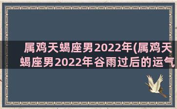 属鸡天蝎座男2022年(属鸡天蝎座男2022年谷雨过后的运气)